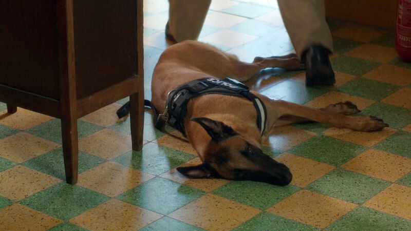 Un nuevo agente de cuatro patas se incorpora a la comisaría de Santa Helena